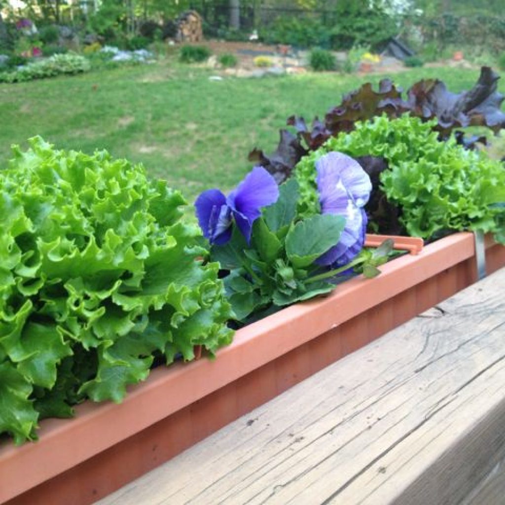 Green leafy lettuce and purple flowers growing in a rectangular planter on a wooden railing outdoors.