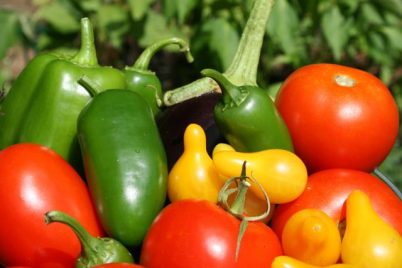A colorful assortment of fresh vegetables, including red tomatoes, green bell peppers, a dark purple eggplant, and yellow peppers, basking in the sunlight with a backdrop of lush green foliage is showcased amidst