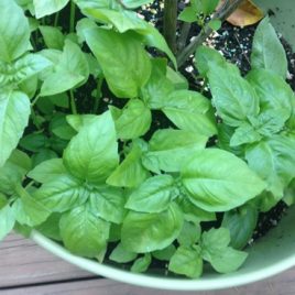 basil is easy to grow basil is easy to grow