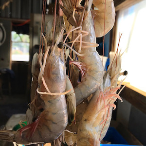 raw shrimp with heads on