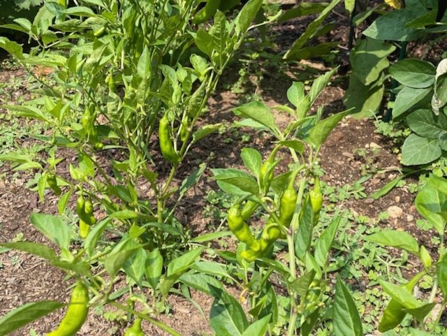 Shishito Pepper plant growing in garden