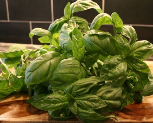 When harvesting basil, clip it right above the first set of four leaves and it will  continue to produce strong, healthy leaves