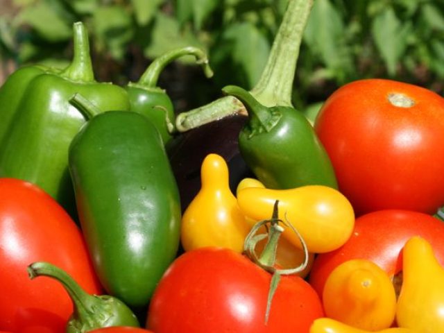 A colorful assortment of fresh vegetables, including red tomatoes, green bell peppers, a dark purple eggplant, and yellow peppers, basking in the sunlight with a backdrop of lush green foliage is showcased amidst